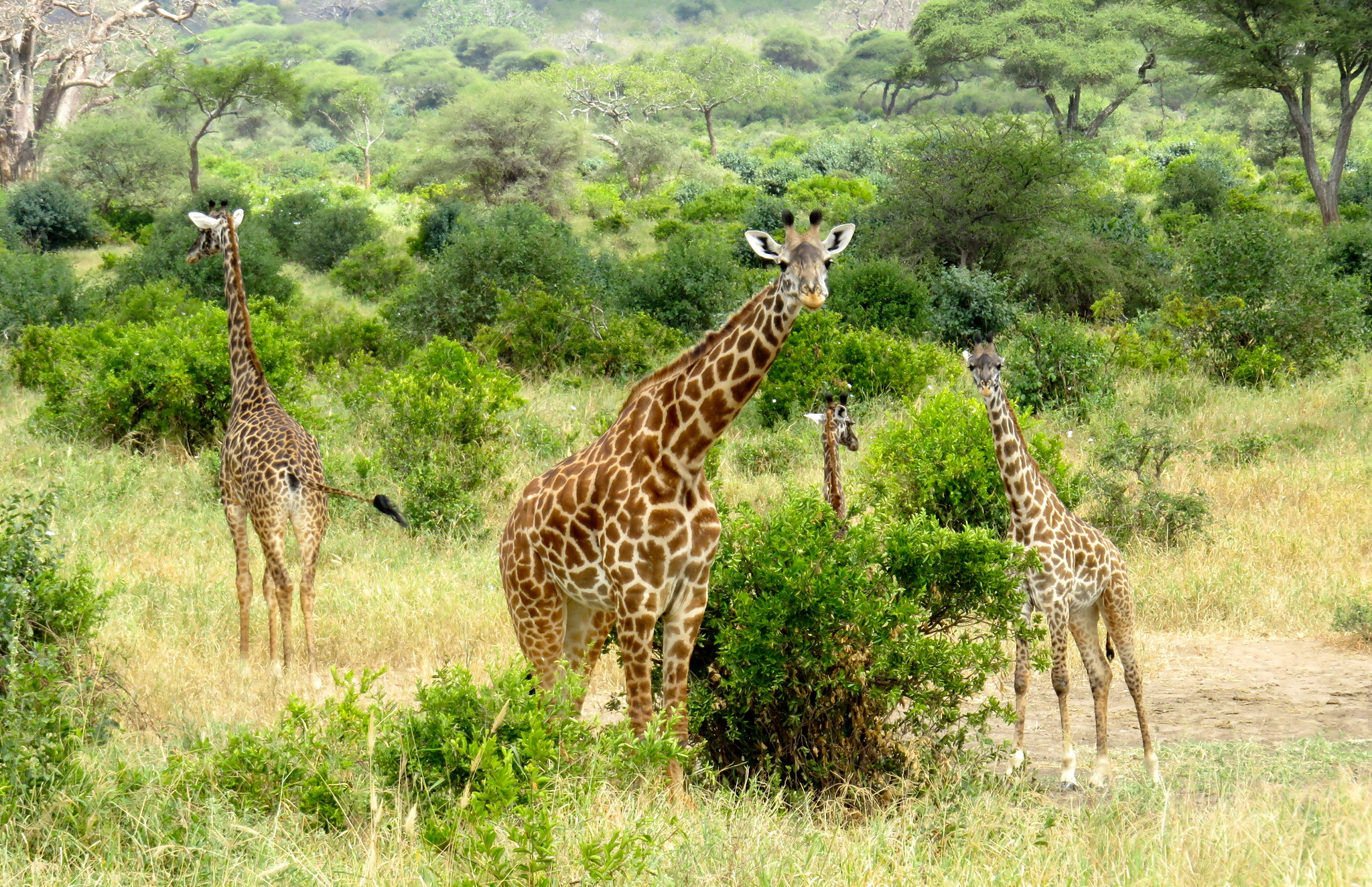 10 Days Safari & Cultural Activities