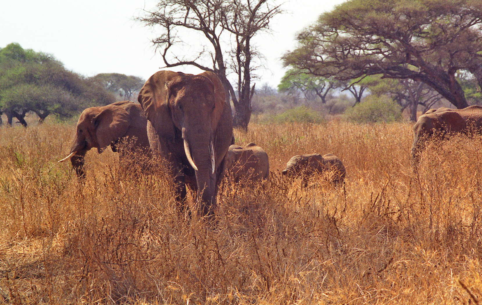 11 Days Tanzanian Safari with Zanzibar Extension