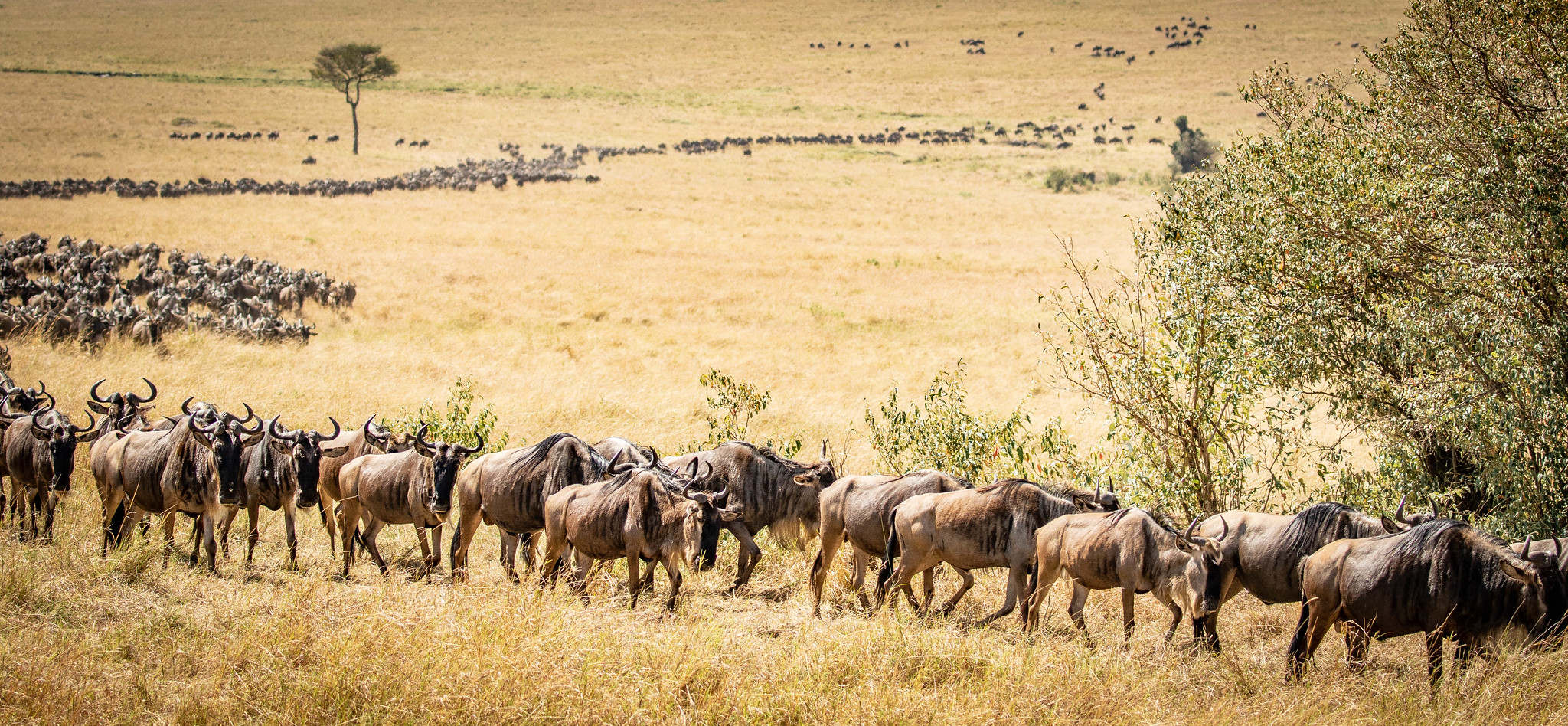 6 Days Great Wildebeest Migration (Northern Serengeti)