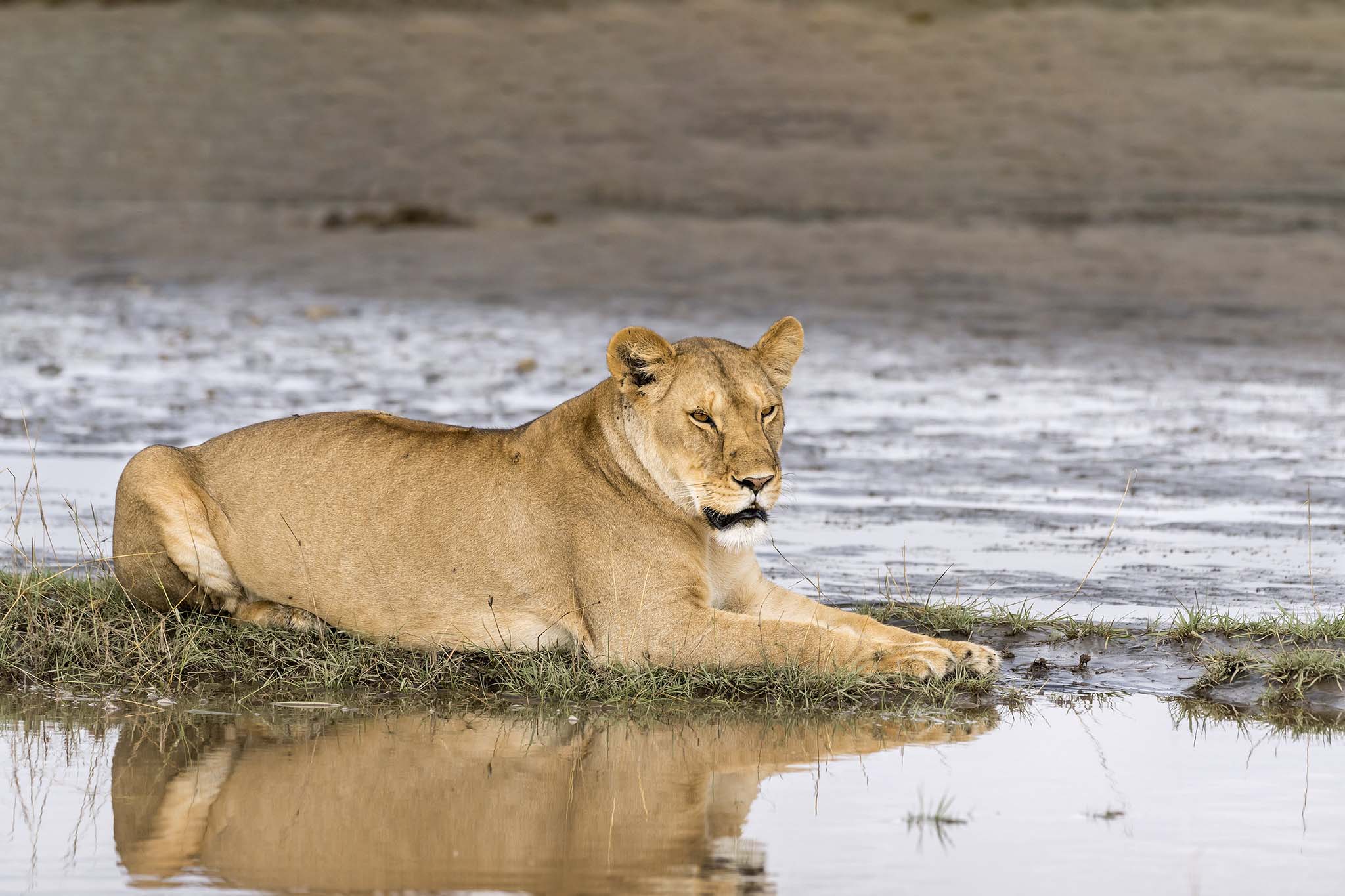 7 Days Epic Mid-Range Tarangire Manyara Crater Serengeti safari