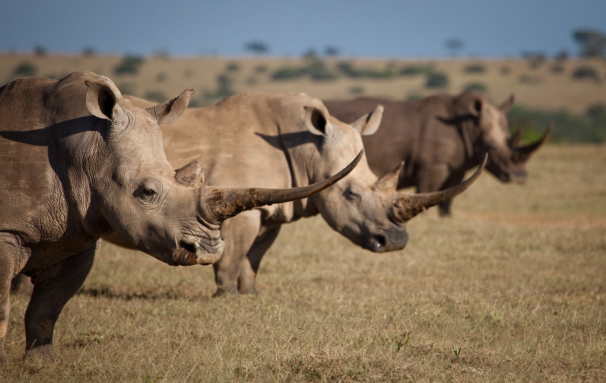 7 Days Luxury Safari