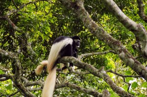 Arusha National Park