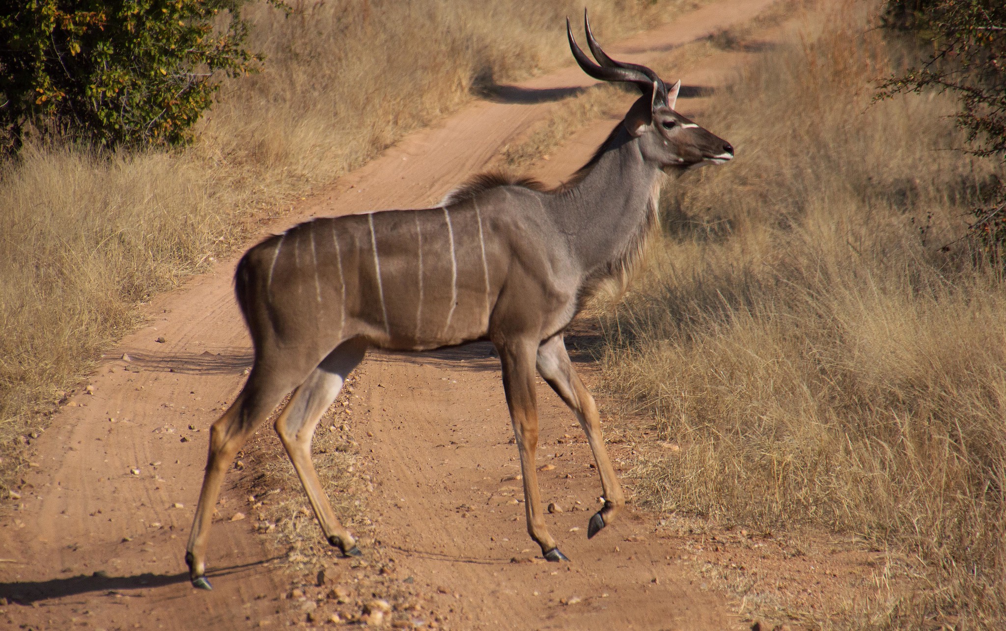Best Safari in Serengeri