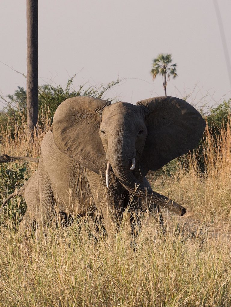 Best Tanzania Safari Experience