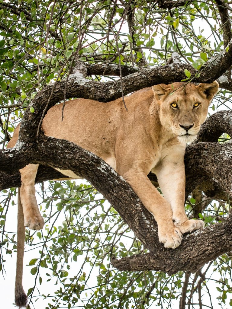 Luxury Serengeti Safari