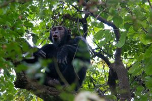 Mahale National Park