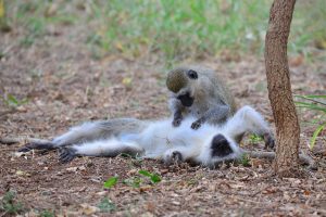 Mkomazi National Park