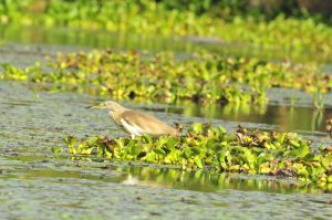 Rubondo National Park