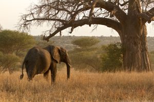 Tarangire National Park