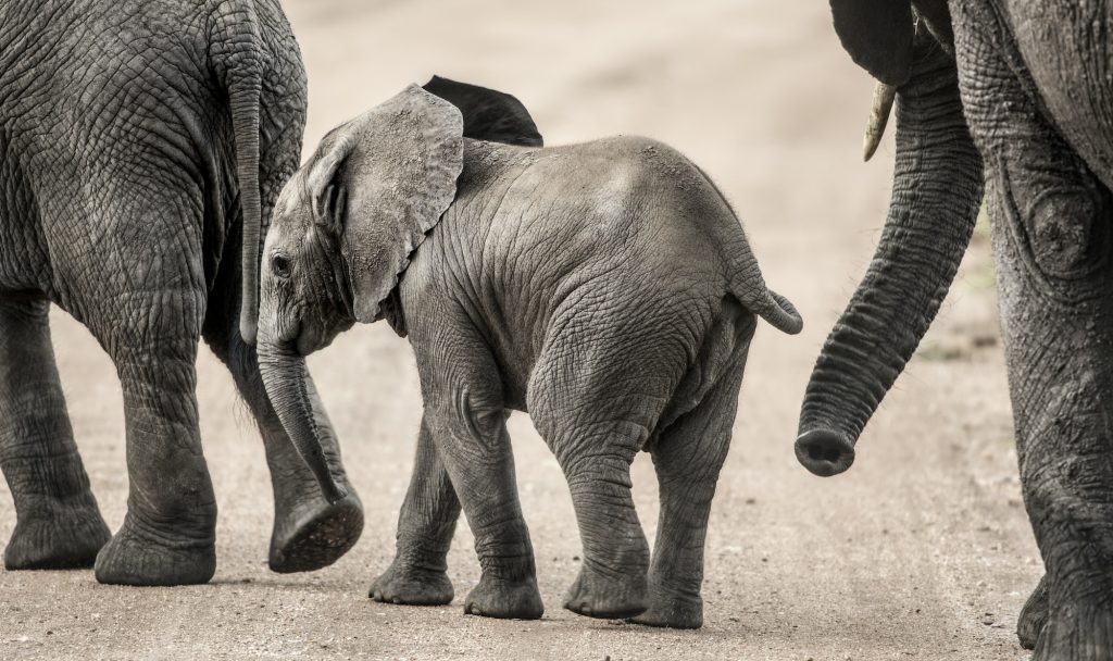 Baby Elephant walking, Serengeti, Tanzania