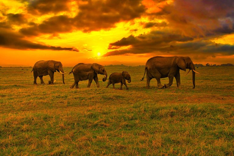 elephant pride