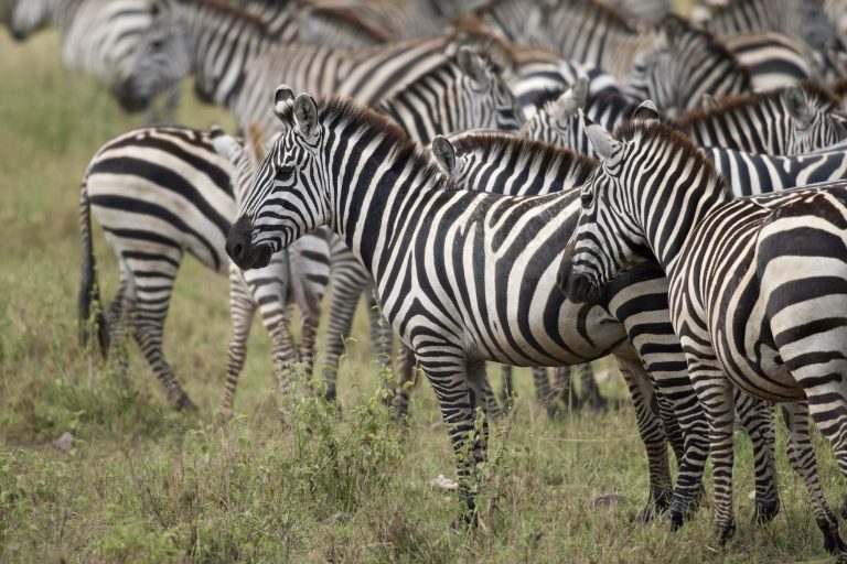 Zebra in Serengeti National Park, Tanzania, Africa