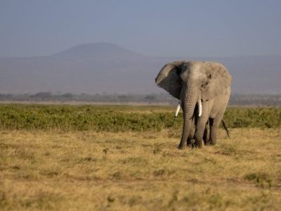 An Elephant in Africa