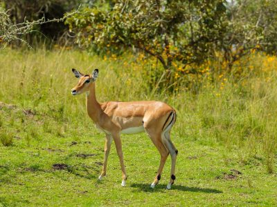 Beautiful wild antelope from South Africa, copy space